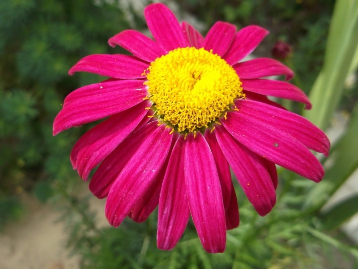 Кавказская ромашка пиретрум