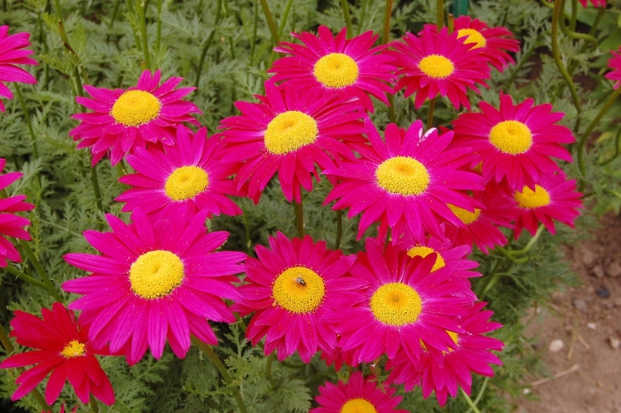 Пиретрум робинсон ред