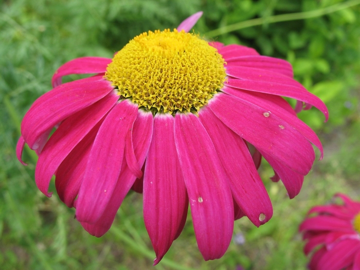 Кавказская ромашка пиретрум