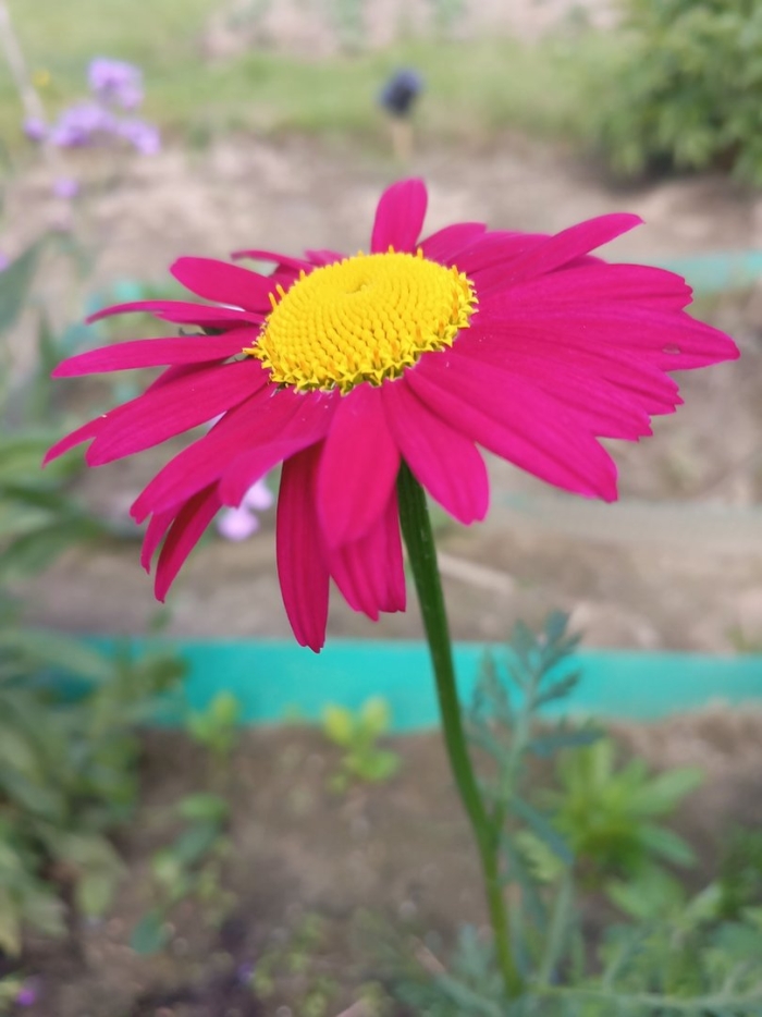 Пиретрум голубой