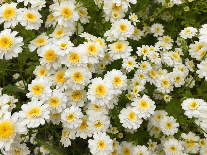 Хризантема матрикария пиретрум