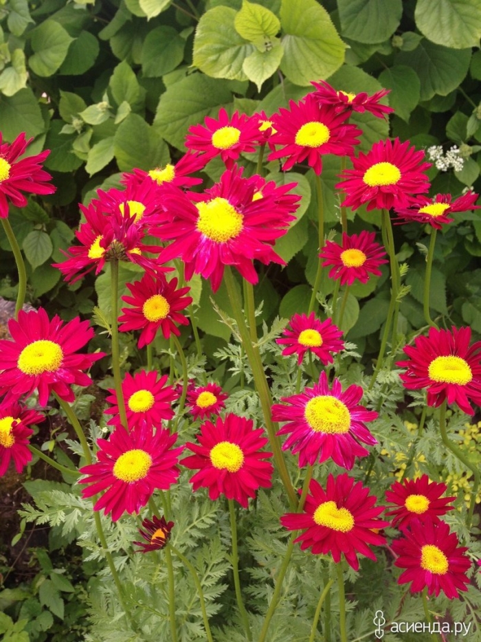 Пиретрум 'robinson's red'