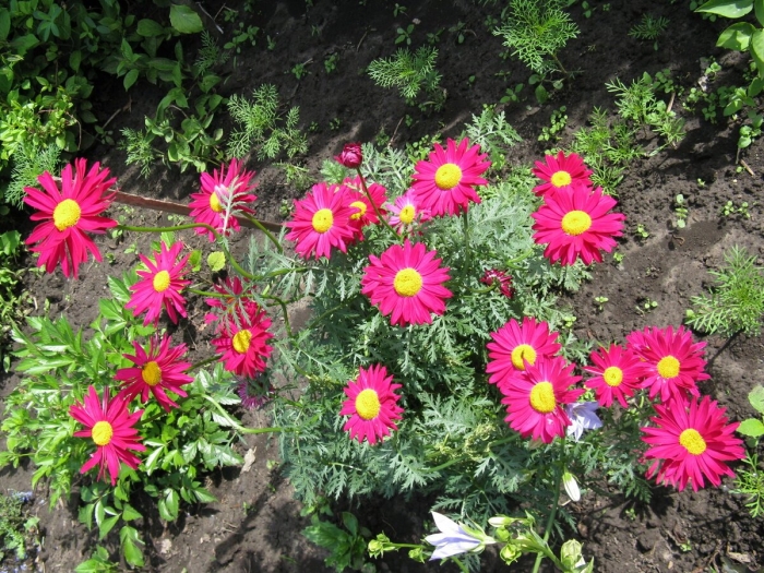 Пиретрум алая звезда