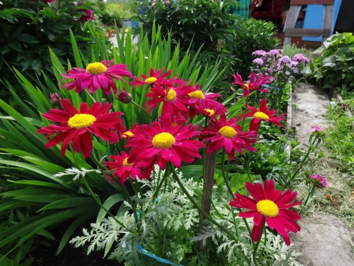 Кавказская ромашка пиретрум