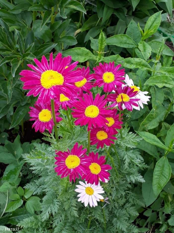 Пиретрум персидская ромашка