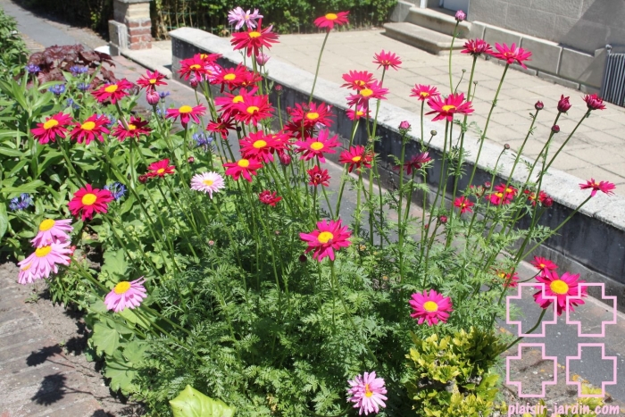 Пиретрум турецкая ромашка