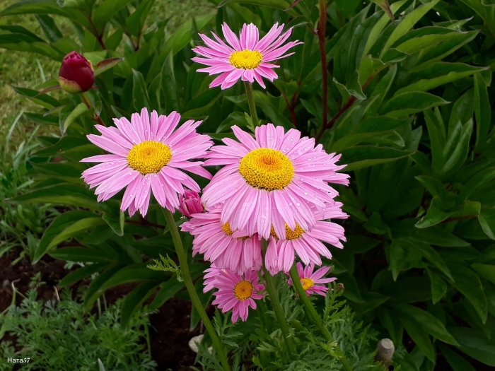 Пиретрум малиновые гиганты