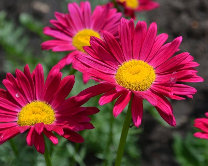 Пиретрум робинсон ред