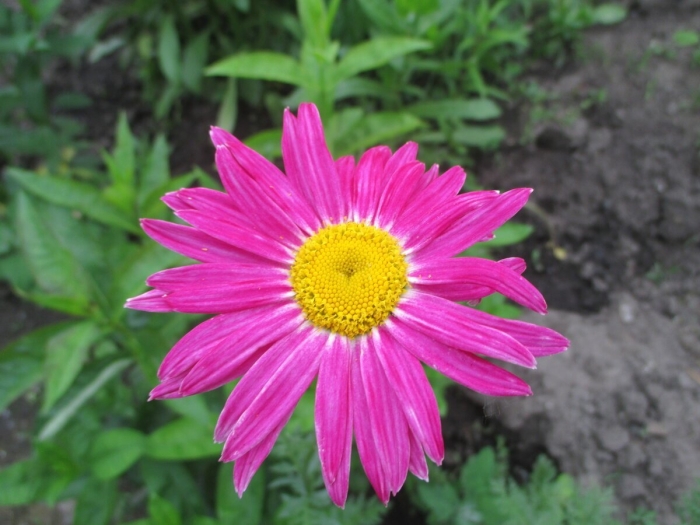 Пиретрум гибридный  персидская ромашка