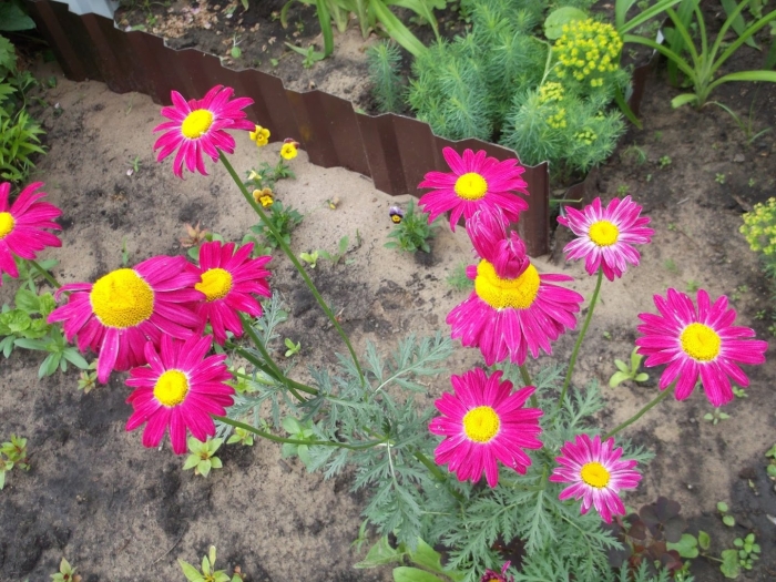 Пиретрум дуро