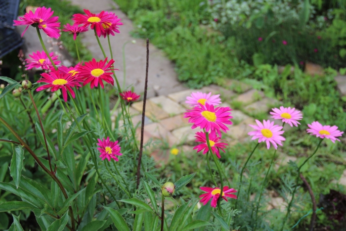 Пиретрум персидская ромашка