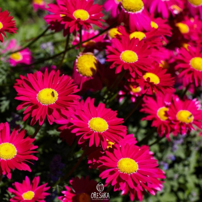 Пиретрум робинсон ред