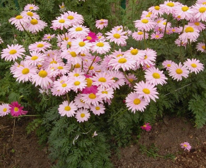 Пиретрум ромашка далматская