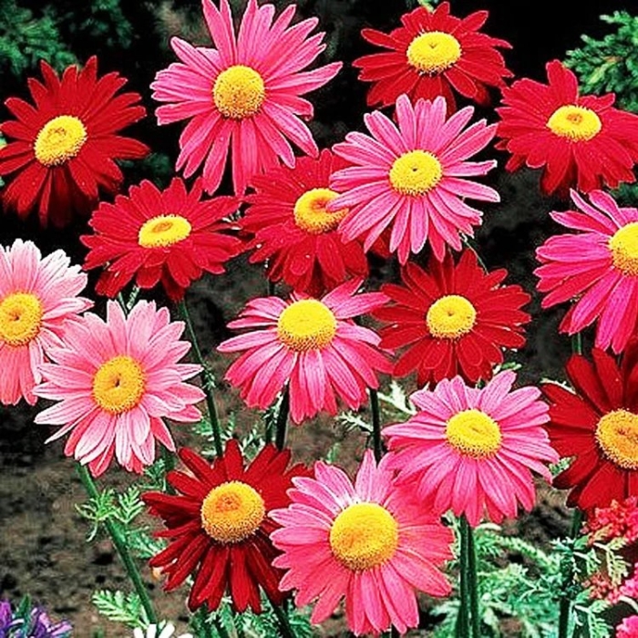 Пиретрум красный гиганты робинсона