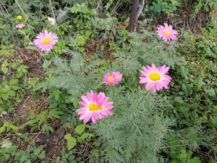 Пиретрум персидская ромашка