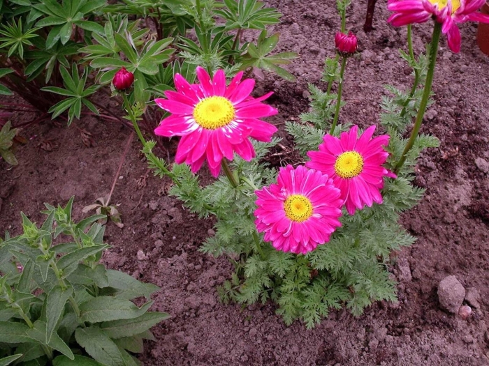 Пиретрум алая звезда