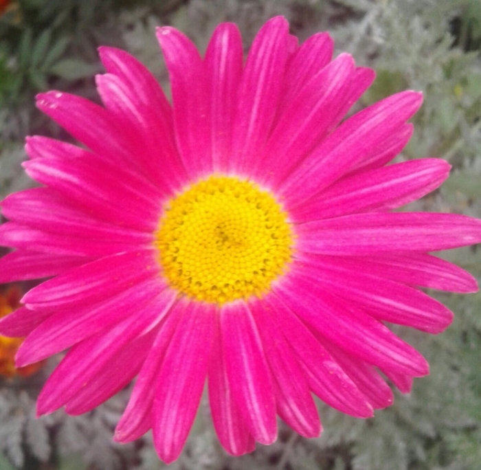 Пиретрум дуро