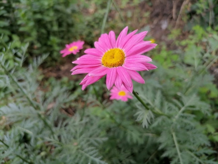 Ромашка розовая многолетняя