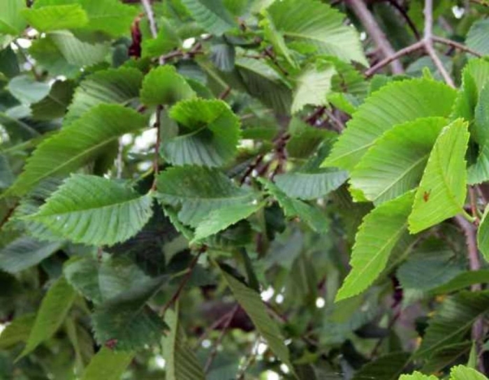 Вяз приземистый ulmus pumila