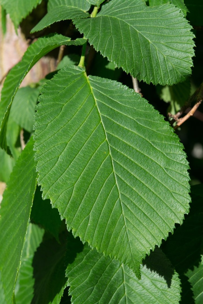 Вяз граболистный (ulmus suberosa)