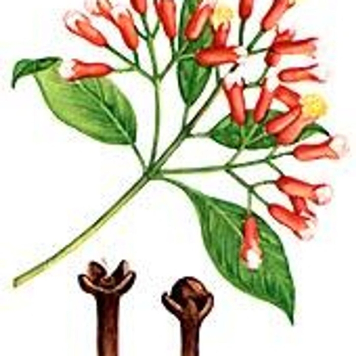 Гвоздика пряность растение