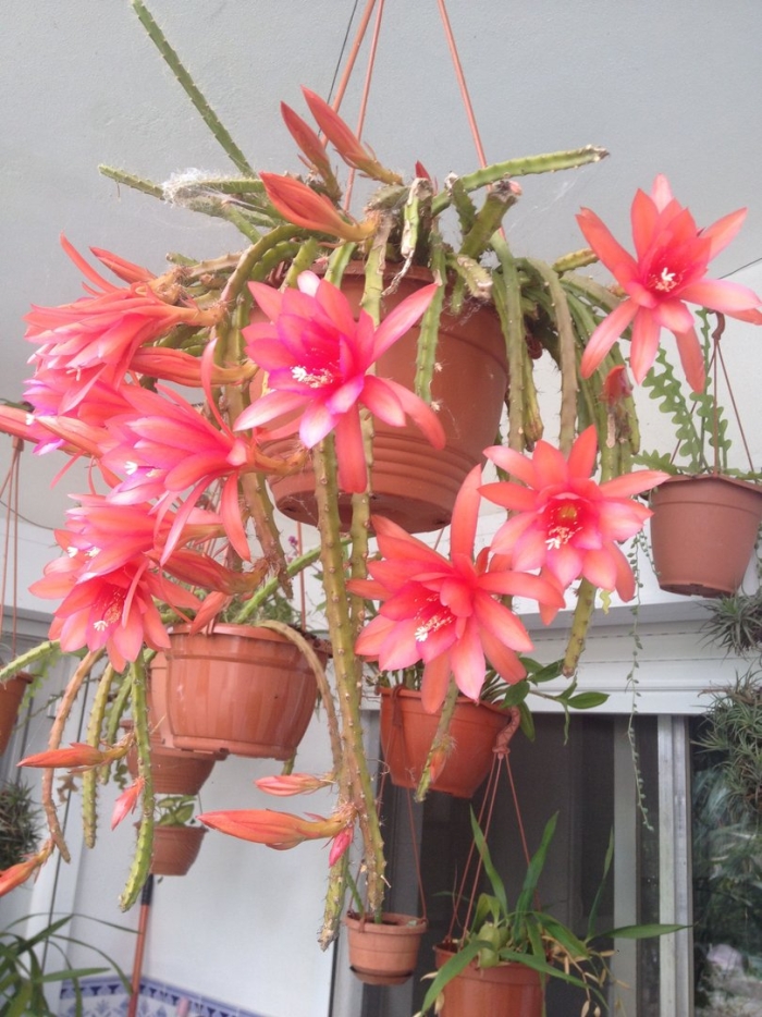 Апорокактус плетевидный