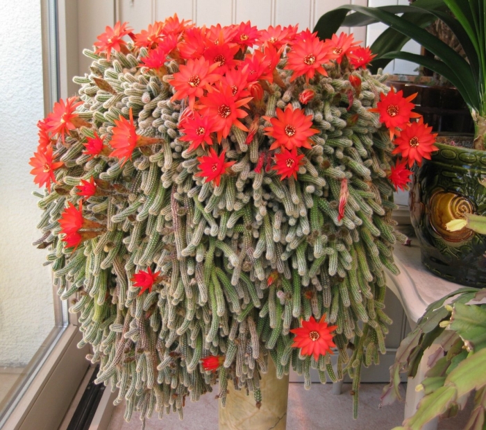 Хамецереус сильвестри