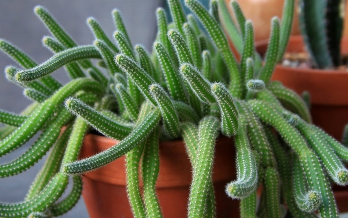 Кактус ампельный хамецереус