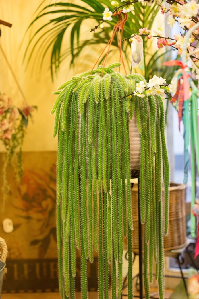 Ампельный лесной кактус