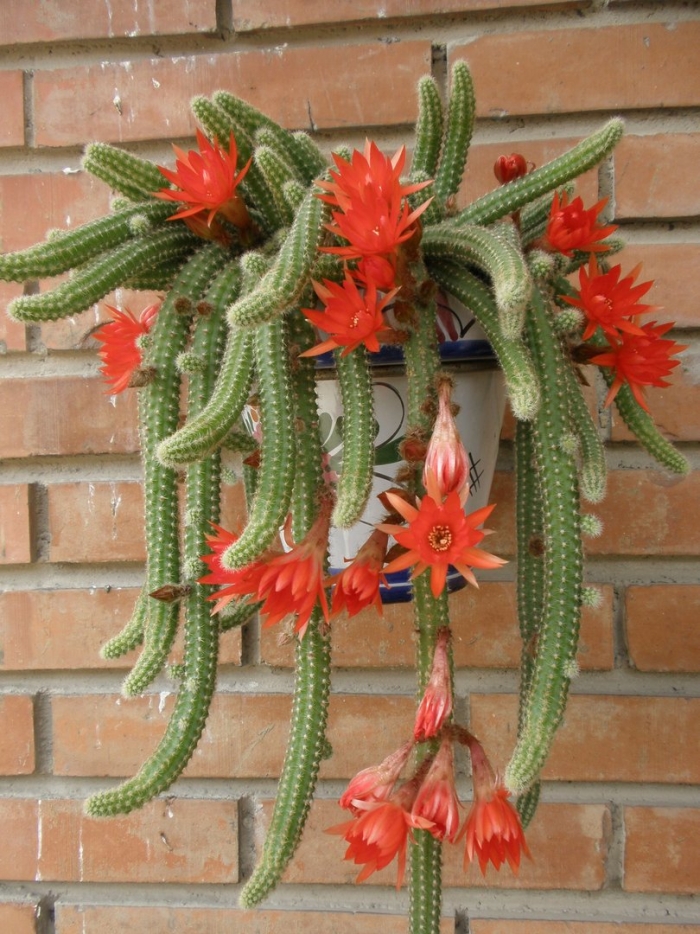 Хамецереус сильвестри