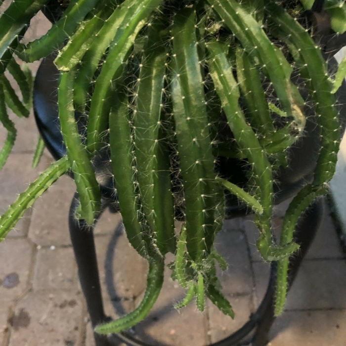 Кактус ампельный