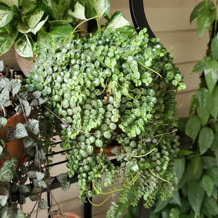 Пеперомия prostrata