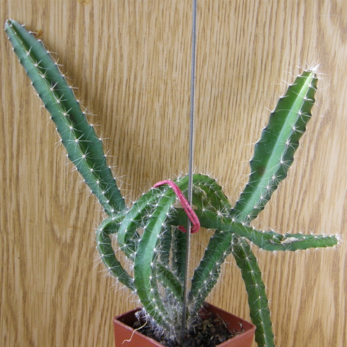 Кактус-hylocereus undatus