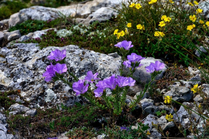 Горные цветы