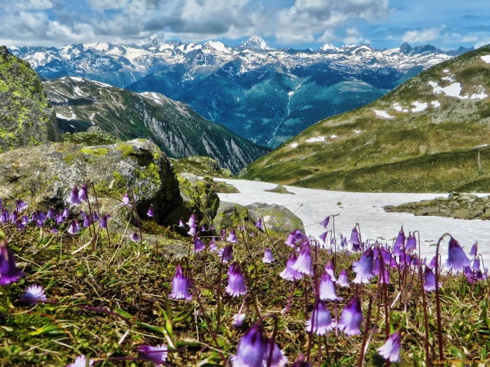 Альпийские луга новая зеландия