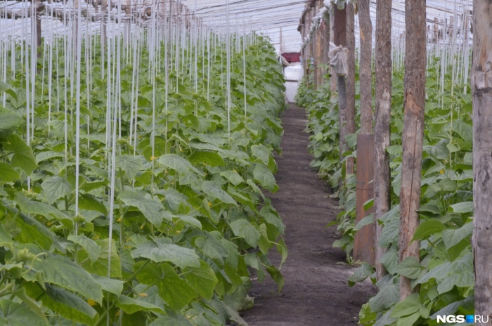 Теплица с огурцами