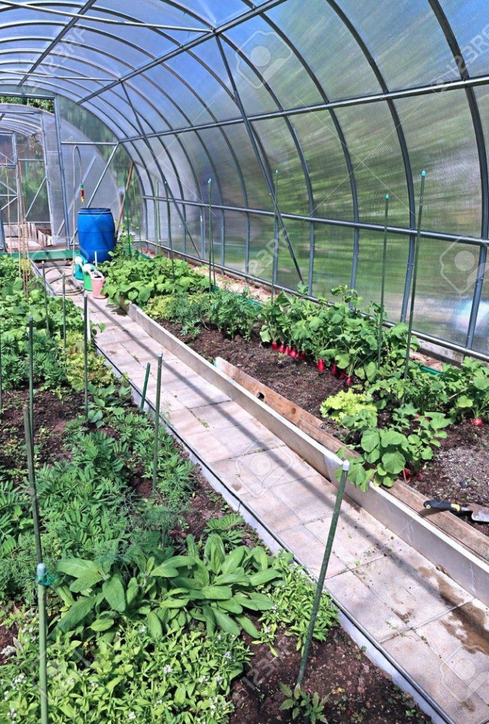 Теплица с овощами