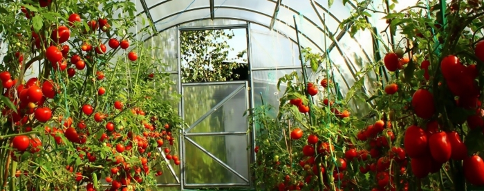 Индетерминантные томаты для теплицы из поликарбоната