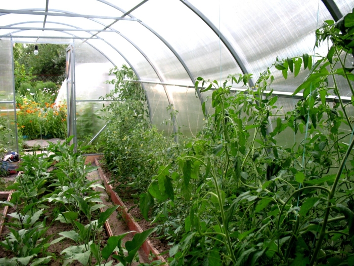 Теплица с помидорами