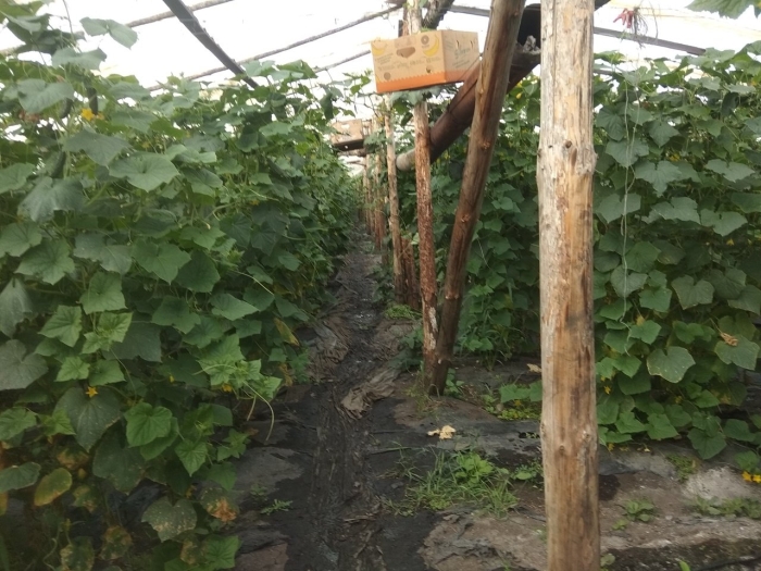 Выращивание огурцов в теплице