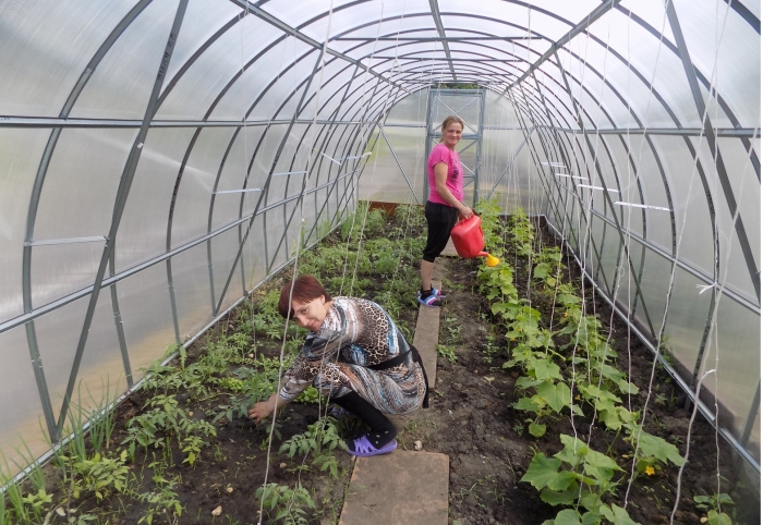 Теплица с огурцами