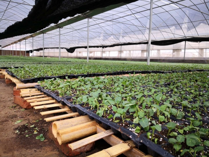 Теплично овощной комбинат писковичи