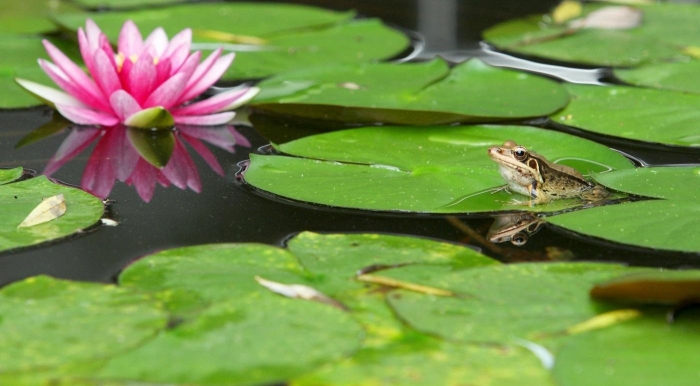 Лягушка на кувшинке