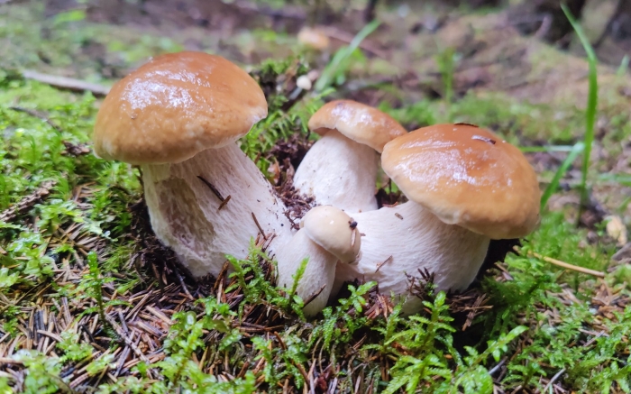 Белый гриб еловый