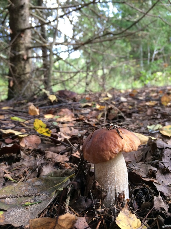 Белый гриб еловик