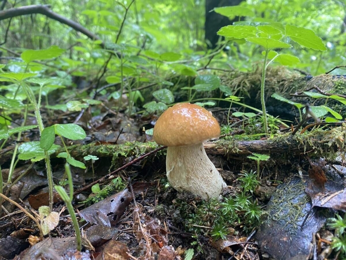 Белый гриб боровик