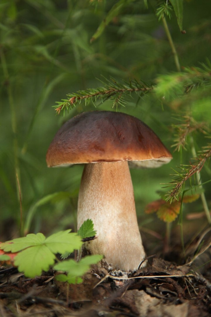 Белый гриб боровик