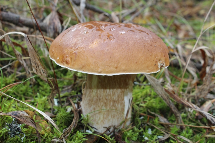 Боровик еловый