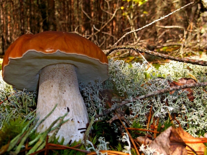 Белый гриб в лесу