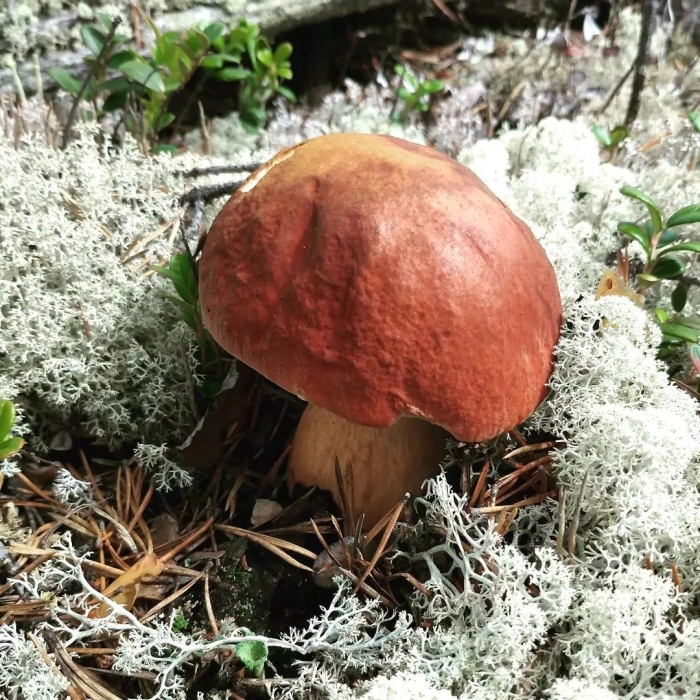 Олений гриб ямал